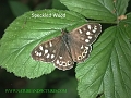 speckled wood butterfly